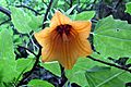 Canarina canariensis 02 ts