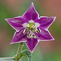 Capsicum pubescens flower