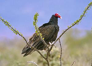 Cathartes aura -Mexico-8