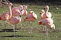 Chilean flamingo