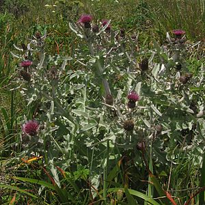 Cirsium douglasii (4695009378).jpg