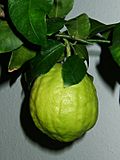 Citrus medicus fruit.jpg