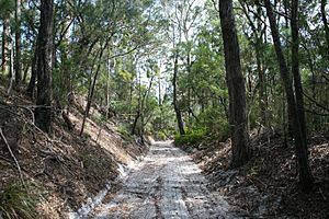 Cooloola Tramway - Cutting (2012).jpg