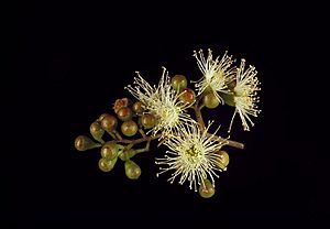 Corymbia tessellaris buds