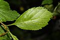 Crataegus douglasii 9467