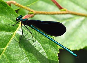 Ebony Jewelwing, male, Gatineau Park.jpg