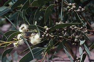 Eucalyptus bancroftii flowers.jpg