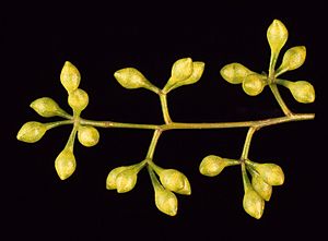 Eucalyptus bosistoana buds