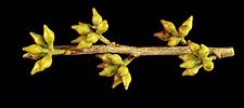 Eucalyptus cadens buds