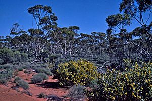 Eucalyptus platycorys.jpg