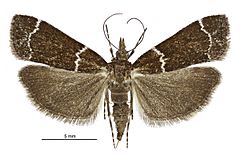 Eudonia leucogramma female.jpg