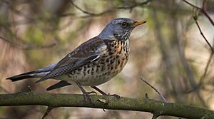 Fieldfare on branch.jpg