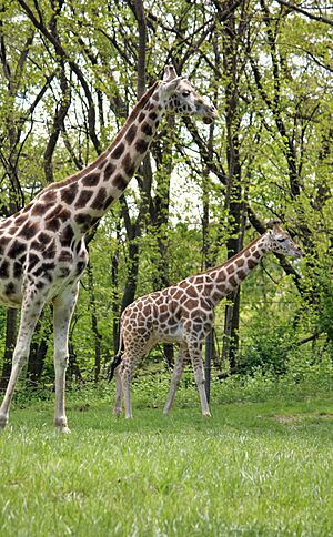 Giraffa camelopardalis at the Bronx Zoo 001