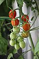 Grape tomato cluster partially ripened