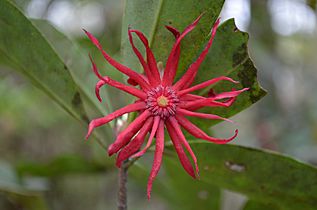 Illicium floridanum illiciaceae