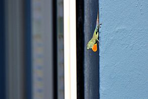 Jamaican Anole with displaying dewlap