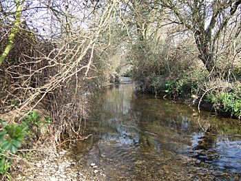 Kingston Brook.jpg