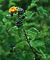 Lantana camara 5