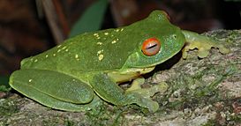 Litoria chloris yellowspots.JPG