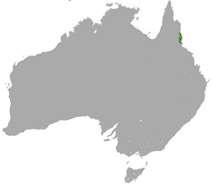 Lumholtz's Tree Kangaroo area.png