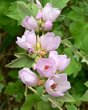 Malacothamnus fasciculatus 2.jpg