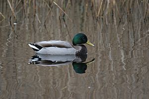 Mallard