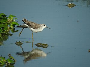 Marsh Sandpiper in Chennai