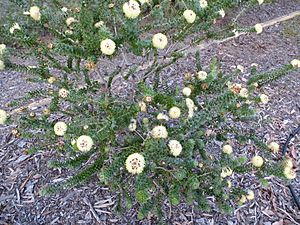 Melaleuca megacephala (habit).JPG