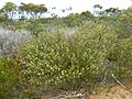 Melaleuca uncinata (habit)