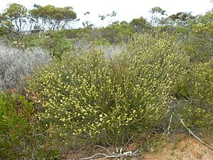 Melaleuca uncinata (habit).JPG