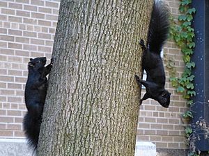 Melanistic Sciurus carolinensis