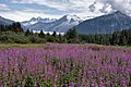 Mendenhall Fireweed 721