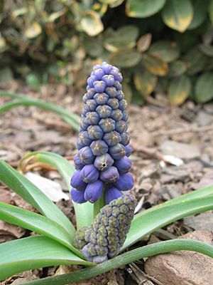 Muscari displaying vegetative reproduction