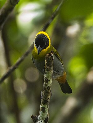 Nelicourvi Weaver - Madagascar S4E7182.jpg