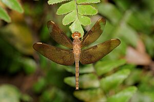 Neurothemis fulvia-Kadavoor-2016-07-28-001.jpg