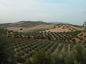 Olivar en Granada