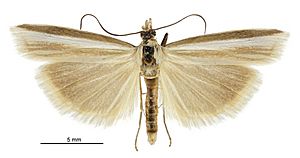 Orocrambus jansoni male2.jpg