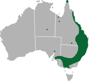 Papilio anactus range.png