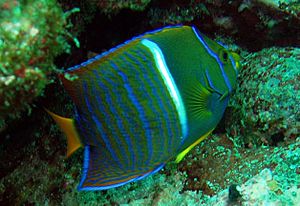 Passer Angelfish(Juvenile) in natural habitat