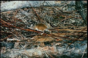 Peromyscus gossypinus.jpg