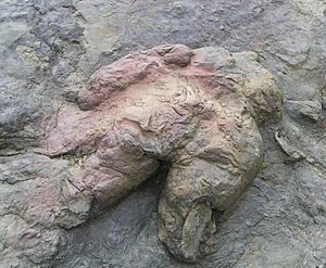 Philmont Scout Ranch Tyrannosaurus footprint