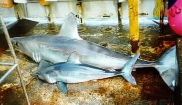 Porbeagle two sizes