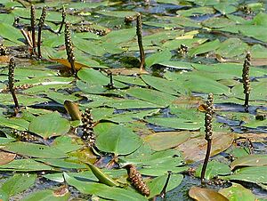 Potamogeton natans The Lakes NRA.jpg