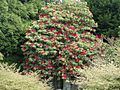 Rhododendron arboreum 2009