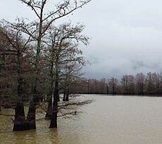 Roebuck Lake