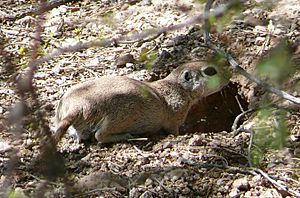 Round tailed ground squirrel