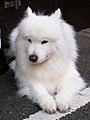 Samoyed Image 001