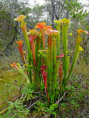 Sarracenia oreophila ne3