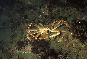 Snow crab, Chionoecetes opilio, in Bonne Bay, Newfoundland, Canada. The larger individual is a male, the smaller one a female. It is not uncommon for the male to cut the legs off the female, and then carry her around. (21363776226)