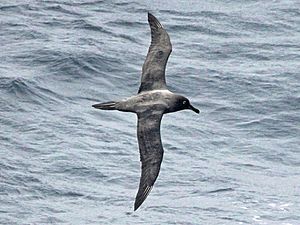 Sooty Albatross CW.jpg